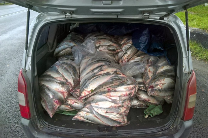 Житель Прибайкалья задержан с крупной партией омуля