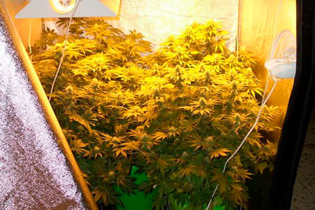 Ботаник из Харбинского педуниверситета осужден в Томске за наркопреступления