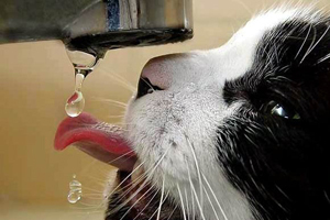 «Гортеплоэнерго»: «Мы оказываем услуги "СибирьЭнерго", а не жителям Новосибирска»