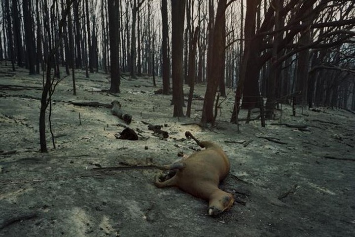 Уголовное дело возбуждено после пожара в Забайкалье, где погибли сотни животных Уголовное дело возбуждено после пожара в Забайкалье, где погибли сотни животных