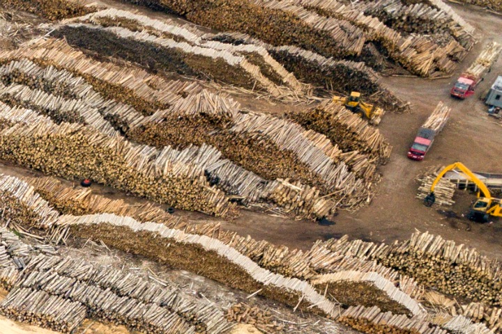 Силовики делят кофейни, китайцы рубят лес, Алтай пытается всех накормить. Сибирь за неделю
