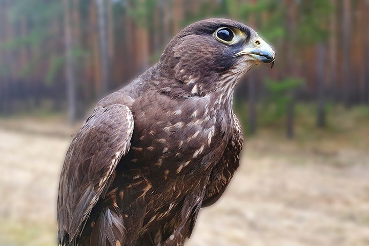 Алтайские ученые намерены перепрограммировать соколов-балобанов на новый корм