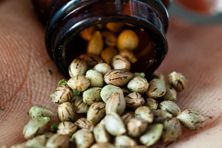 Конопляные семена: лечебное действие, состав, калорийность