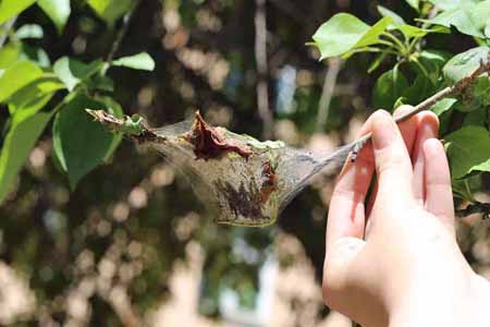 Следователи начали борьбу с чиновниками, расплодившими в Иркутске моль Следователи начали борьбу с чиновниками, расплодившими в Иркутске моль