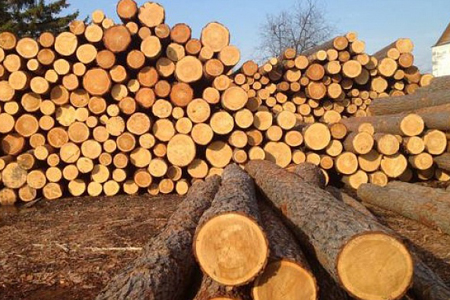 СК завершил поиски рабов на лесопилках Братска СК завершил поиски рабов на лесопилках Братска