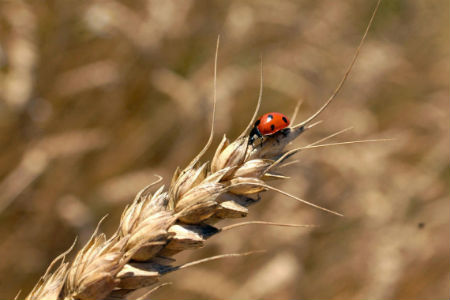 Урожайность зерновых в Западной Сибири превышает прошлогоднюю вдвое Урожайность зерновых в Западной Сибири превышает прошлогоднюю вдвое