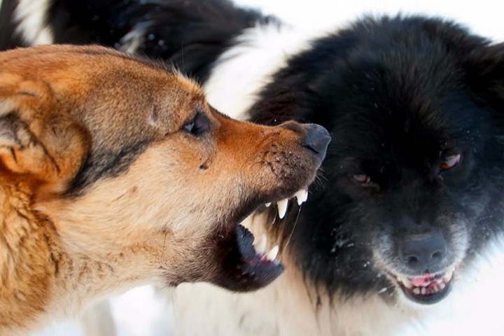 Стая бездомных собак напала на маленькую девочку в Красноярском крае