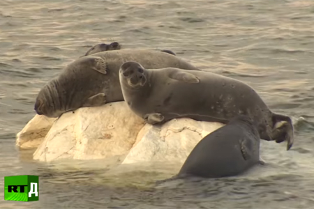 RT показал фильм о проблемах Байкала RT показал фильм о проблемах Байкала