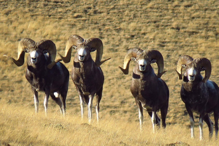 Причиной миграции снежного барса из Сибири в Монголию назвали дефицит козлов и баранов Причиной миграции снежного барса из Сибири в Монголию назвали дефицит козлов и баранов