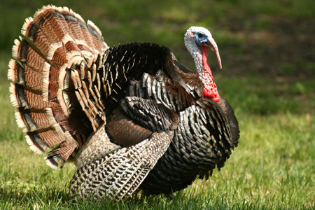 Женщину в «Красном факеле» выдадут замуж за индюка Женщину в «Красном факеле» выдадут замуж за индюка