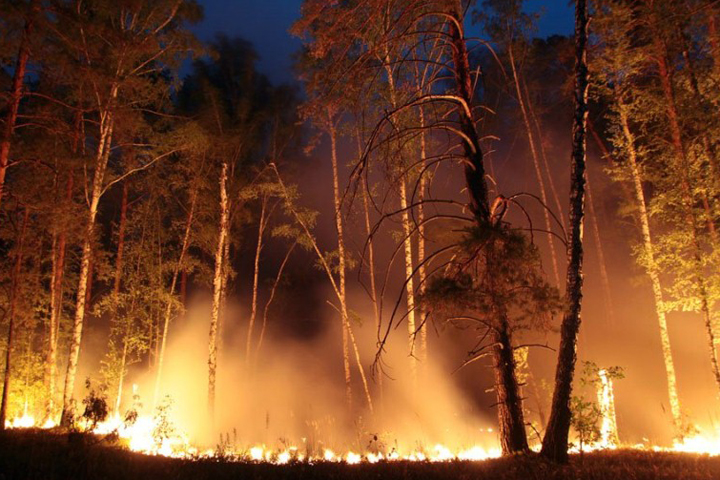 Счетная палата рассказала, почему Сибирь горит