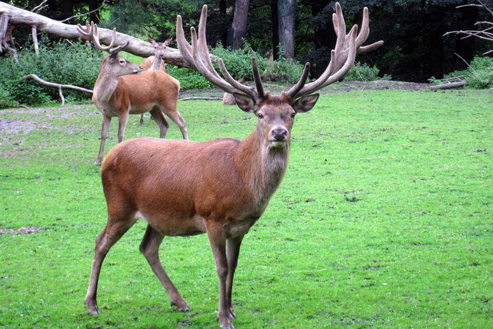 Марал забил насмерть сотрудника банка в одном из сел Томской области 