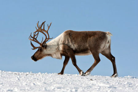Житель Таймыра получил условный срок за взятку мясом оленя