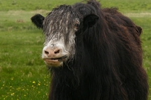 Исследователи частоты пульса у бурятских яков не рассчитывали получить Шнобелевскую премию Исследователи частоты пульса у бурятских яков не рассчитывали получить Шнобелевскую премию