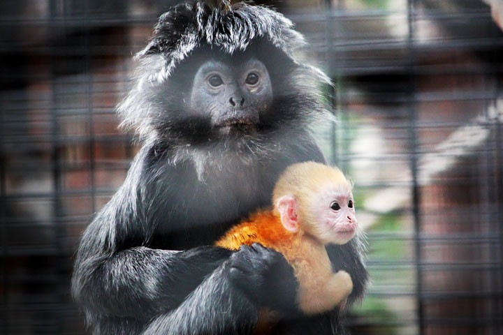 Экс-замминистра сельского хозяйства Забайкалья стал директором зоопарка Экс-замминистра сельского хозяйства Забайкалья стал директором зоопарка