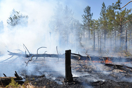 Более 100 тыс. га леса горят в пяти регионах Сибири 