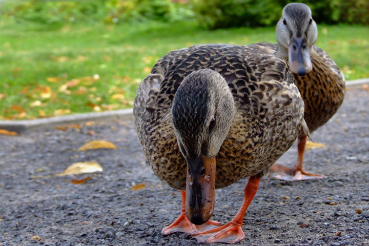 Россельхознадзор выявил вирус птичьего гриппа в Алтайском крае Россельхознадзор выявил вирус птичьего гриппа в Алтайском крае
