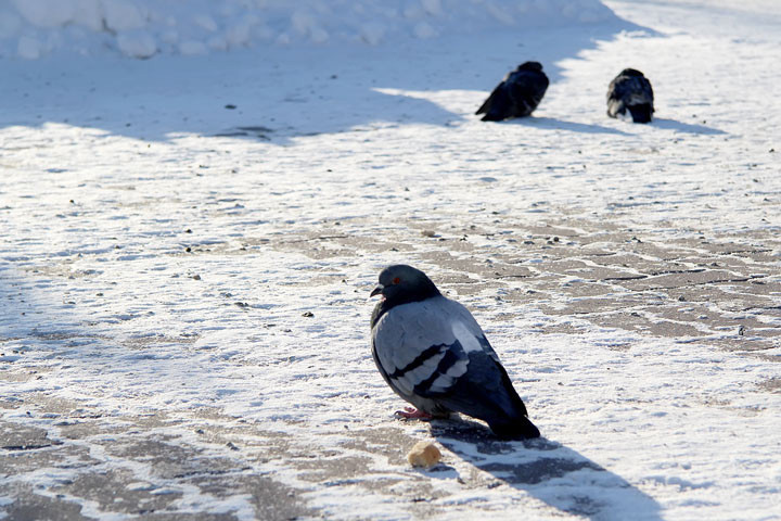 Понижение температуры до −30 ожидается в Новосибирской области 