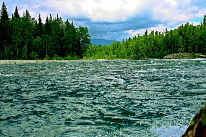 Красноярцы попросили Путина изменить маршрут автодороги для сохранения уникальной экосистемы