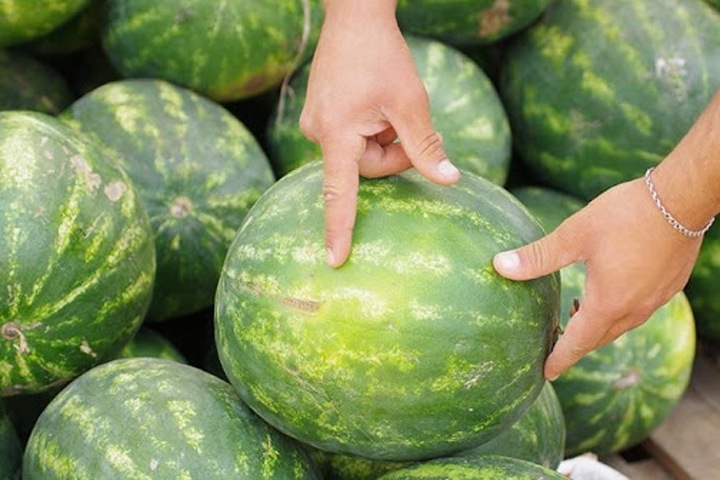 Шойгу предложил разбить в Туве арбузные плантации Шойгу предложил разбить в Туве арбузные плантации