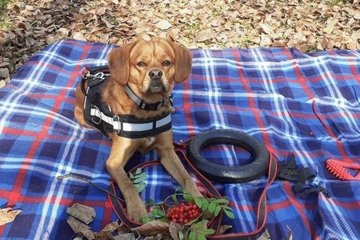 Пес-поводырь жительницы Кузбасса нашел закладку с наркотиками во время прогулки Пес-поводырь жительницы Кузбасса нашел закладку с наркотиками во время прогулки