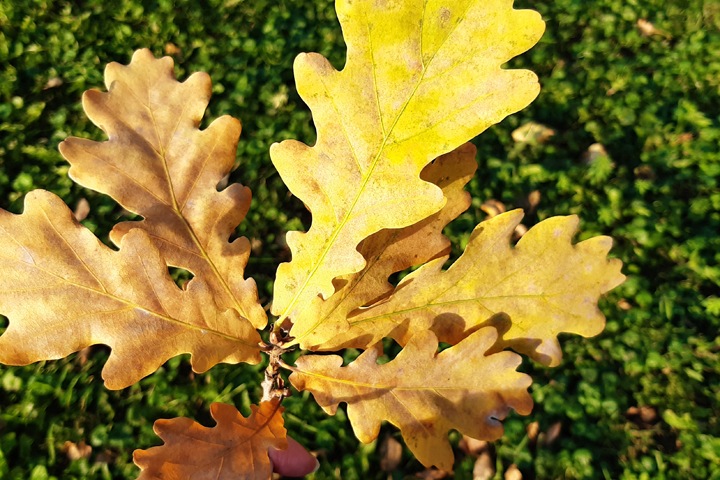 Потепление до +14 ожидается в Новосибирской области Потепление до +14 ожидается в Новосибирской области