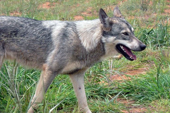 Карасук поставили на карантин по бешенству