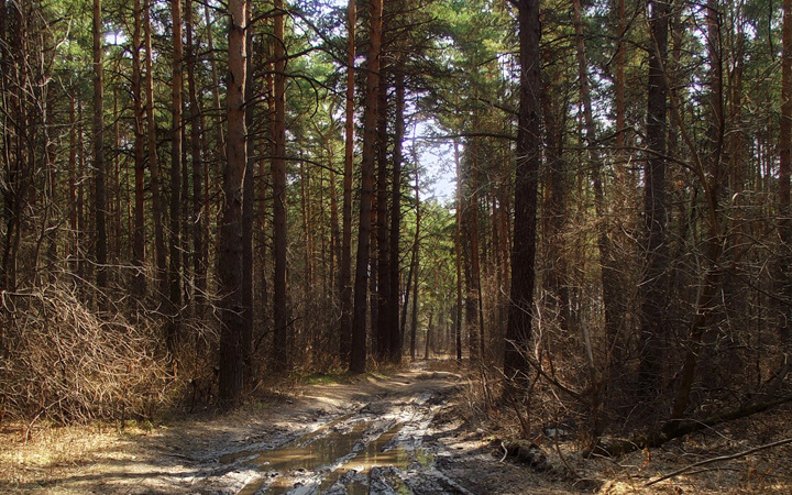 Новосибирец пойдет под суд за многомиллионное мошенничество с землей под санаторий Новосибирец пойдет под суд за многомиллионное мошенничество с землей под санаторий