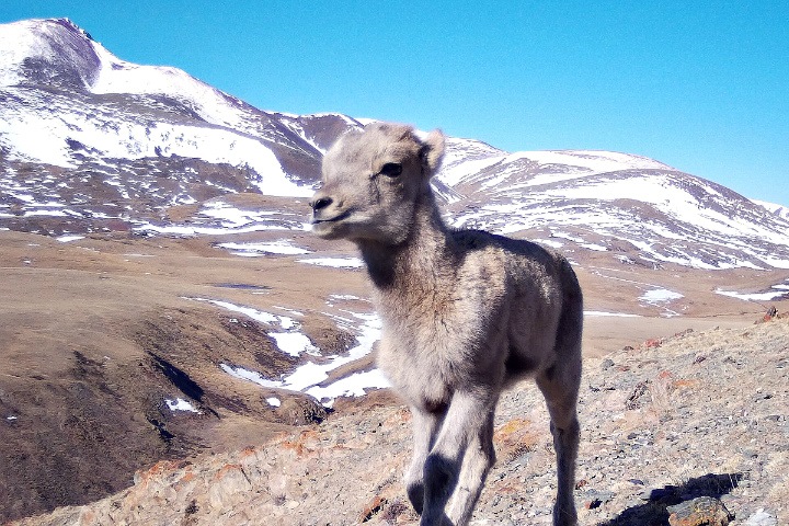 Детеныши появились у аргали в нацпарке на Алтае Детеныши появились у аргали в нацпарке на Алтае