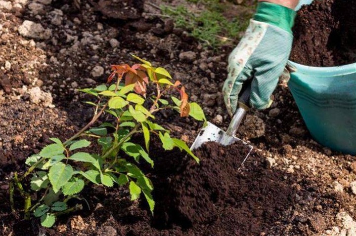 Особенности осенней посадки овощей, саженцев и цветов Особенности осенней посадки овощей, саженцев и цветов