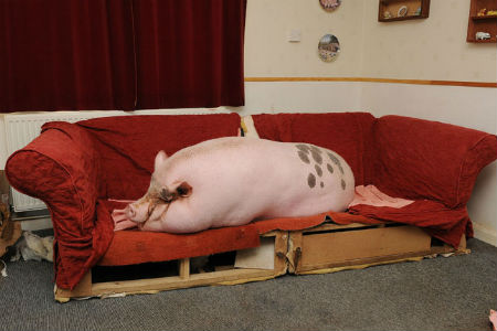 Прокуратура опротестовала в суде запрет сотрудникам «Омского бекона» держать дома свиней Прокуратура опротестовала в суде запрет сотрудникам «Омского бекона» держать дома свиней