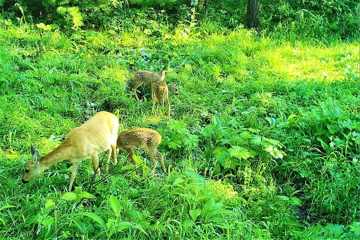 Первого детеныша косули заметили в Прибайкальском нацпарке с начала года Первого детеныша косули заметили в Прибайкальском нацпарке с начала года
