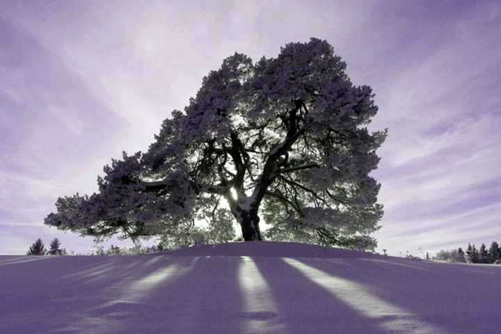 Новосибирцев ждут сорокоградусные морозы