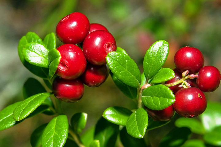 Томские компании будут производить энергетики из дикоросов для Австралии и Сингапура