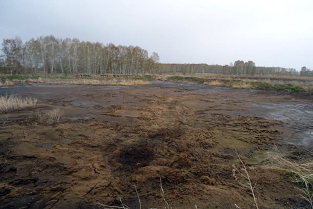 Возбудители инфекций обнаружены на свинокомплексах под Новосибирском