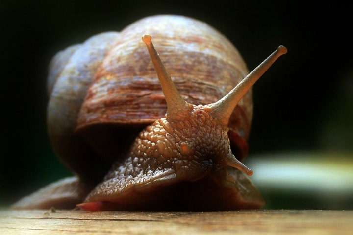 Улитки с пенисом помогут оценить уровень загрязнения Арктики Улитки с пенисом помогут оценить уровень загрязнения Арктики