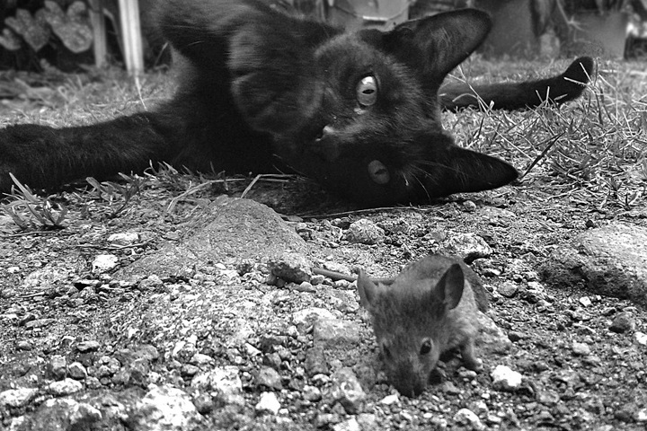 Штаб по борьбе с крысами создан в Новосибирске Штаб по борьбе с крысами создан в Новосибирске