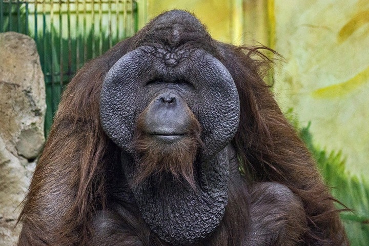 The Times: Кремль «пытается сфальсифицировать» выборы символа Новосибирска