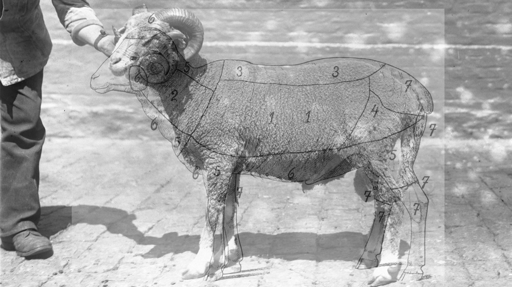 Главный приз XIII Канского видеофестиваля достался фильму про эксперименты над животными