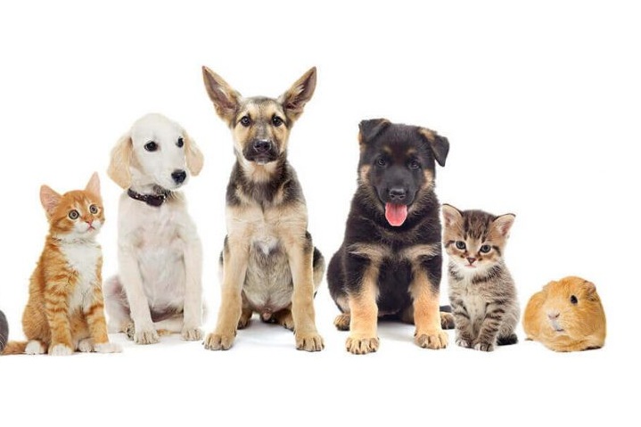 P2Pet – первый маркетплейс услуг и товаров для домашних животных в России P2Pet – первый маркетплейс услуг и товаров для домашних животных в России