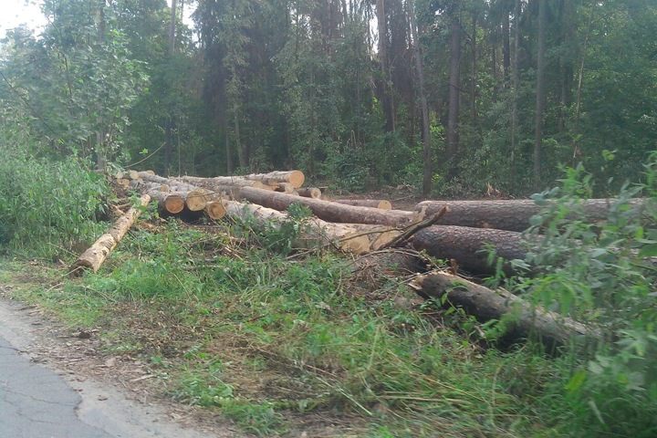 Суд продлил арест экс-министру лесного комплекса Иркутской области Суд продлил арест экс-министру лесного комплекса Иркутской области