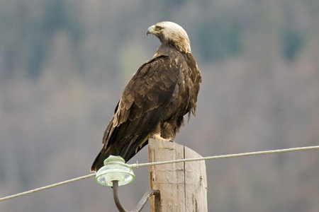 МТС оснащает ЛЭП в Сибири устройствами, которые защитят птиц от ударов током