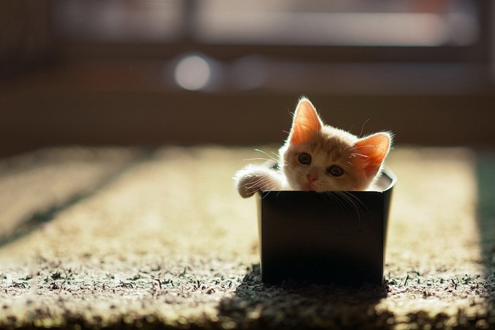 Пассажиров электрички эвакуировали в Новосибирске из-за коробки с котятами Пассажиров электрички эвакуировали в Новосибирске из-за коробки с котятами