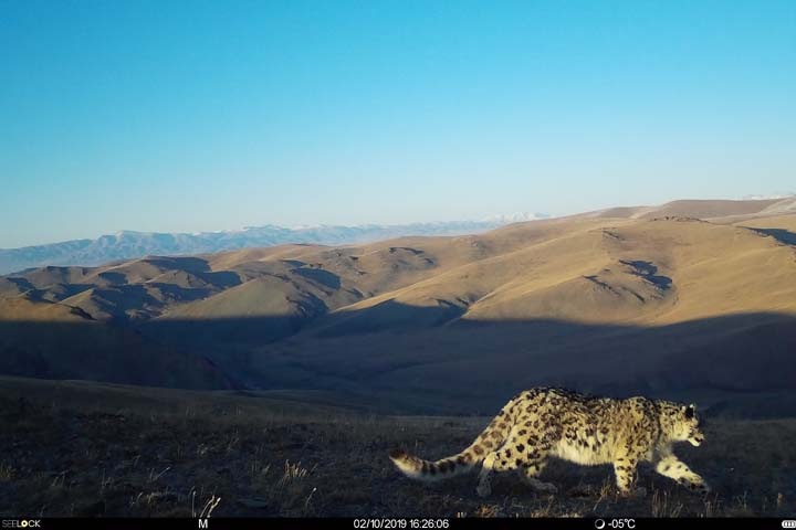 Двух родственников «розового барсенка» сфотографировали на Алтае Двух родственников «розового барсенка» сфотографировали на Алтае