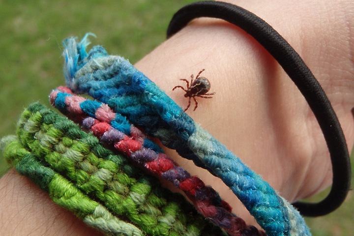 Томские ученые разработали новую технологию определения зараженности клещей Томские ученые разработали новую технологию определения зараженности клещей