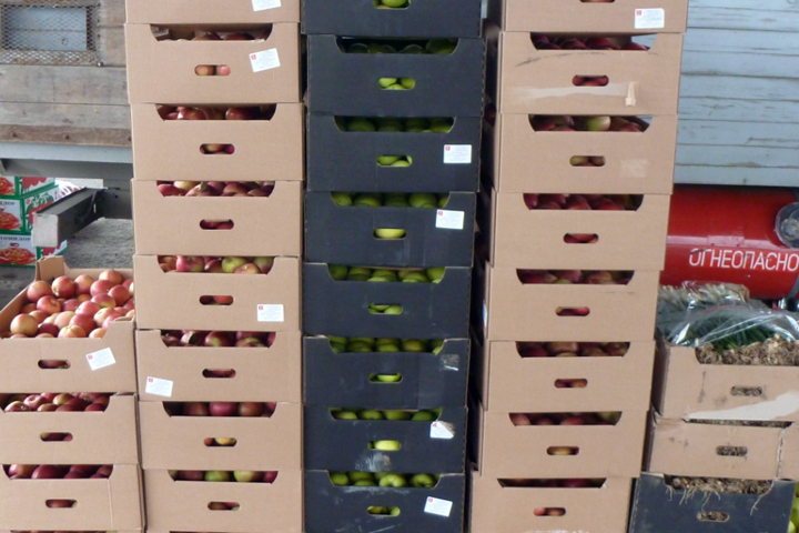 Почти 400 кг санкционных яблок уничтожат на Алтае