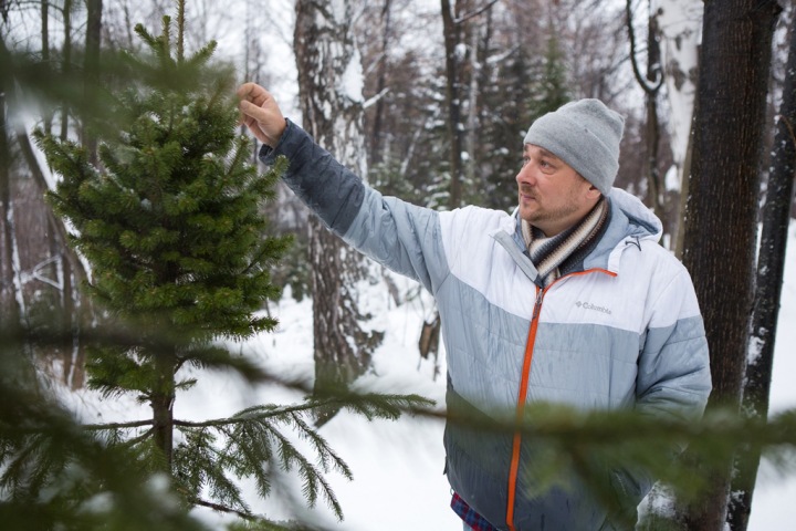 «Богиня Алатау»: томский ученый вывел новый сорт пихты «Богиня Алатау»: томский ученый вывел новый сорт пихты