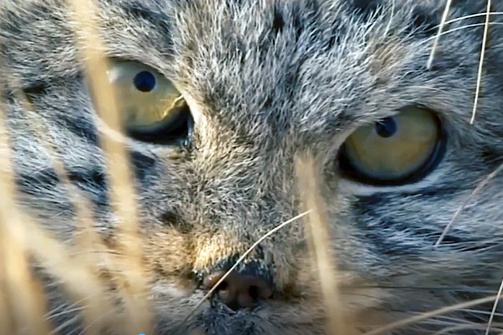 Фильм о мануле сняли на Алтае