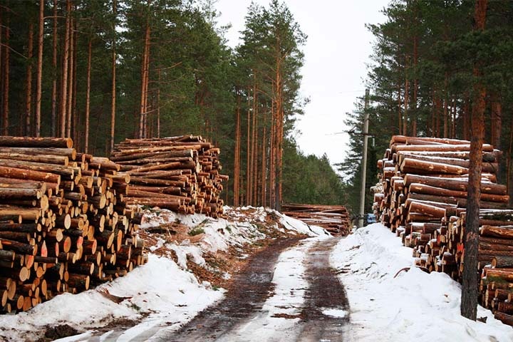 Китайские лесорубы не планируют отказываться от работы в Бурятии
