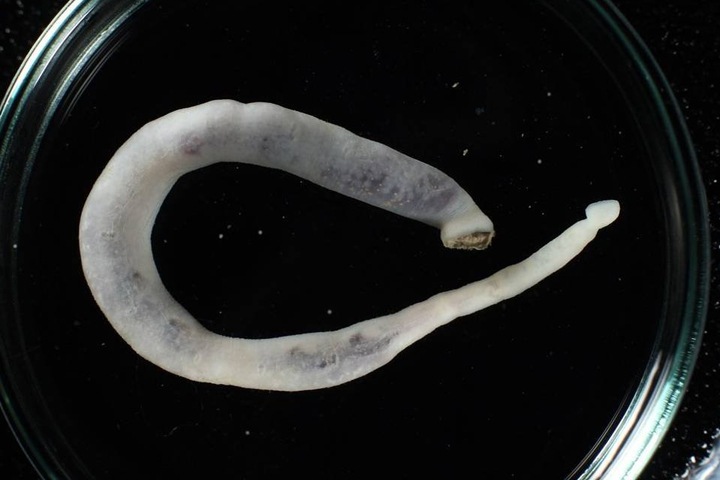 Фото дня: ученые нашли гигантскую пиявку на глубине 8,7 км Фото дня: ученые нашли гигантскую пиявку на глубине 8,7 км